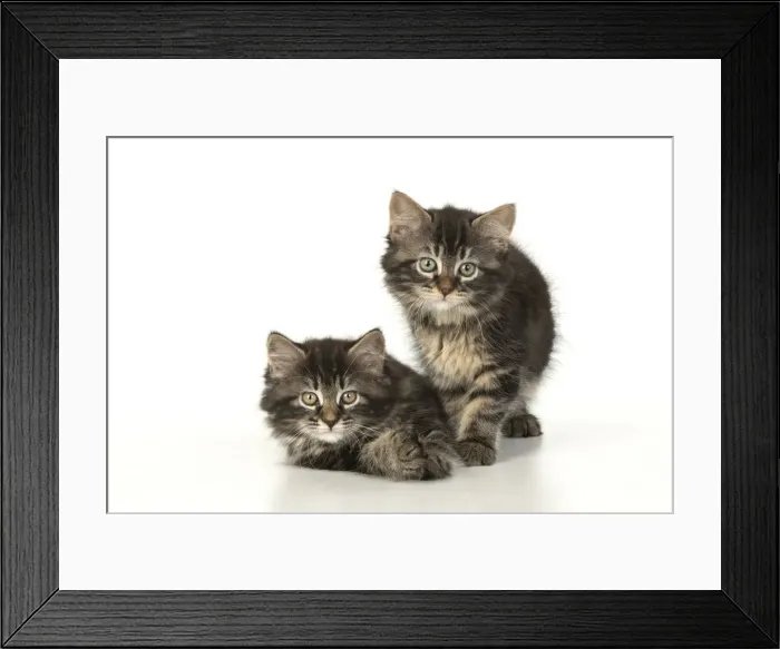 Framed Print : CAT. Kittens, brown tabby (8 weeks old ) sitting together, studio Framed Print : CAT. Kittens, brown tabby (8 weeks old ) sitting together, studio