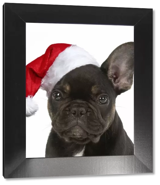 DOG. French Bulldog, puppy (10 weeks old ) sitting in the studio wearing a Chiristmas hat