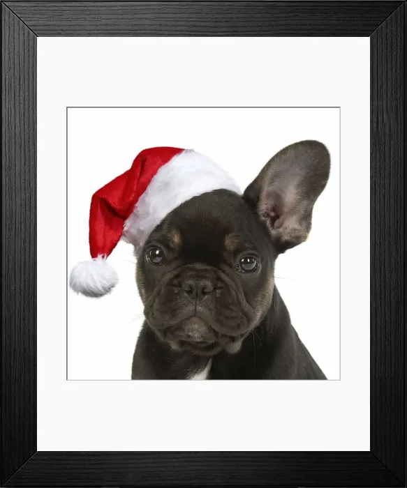 Framed Print : DOG. French Bulldog, puppy (10 weeks old ) sitting in the studio wearing a Chiristmas hat Framed Print : DOG. French Bulldog, puppy (10 weeks old ) sitting in the studio wearing a Chiristmas hat