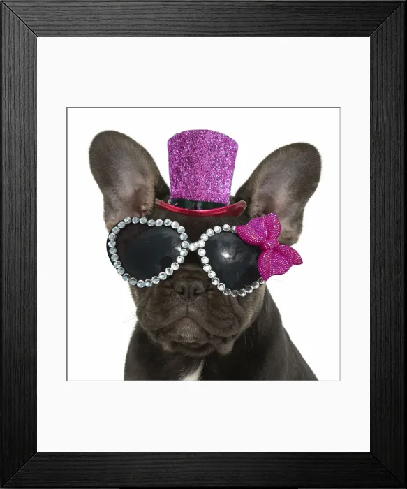 Framed Print : DOG. French Bulldog, puppy (10 weeks old ) sitting, face expression, on white background, studio Framed Print : DOG. French Bulldog, puppy (10 weeks old ) sitting, face expression, on white background, studio