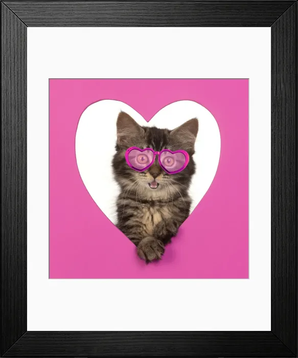 Framed Print : CAT. brown tabby Kitten ( 10 weeks old ) looking through pink heart shaped hole Framed Print : CAT. brown tabby Kitten ( 10 weeks old ) looking through pink heart shaped hole