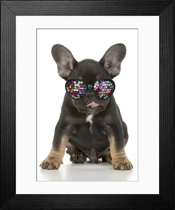 Framed Print : DOG. French Bulldog, puppy (10 weeks old ) sitting, face expression, licking lips, on white background, studio Framed Print : DOG. French Bulldog, puppy (10 weeks old ) sitting, face expression, licking lips, on white background, studio