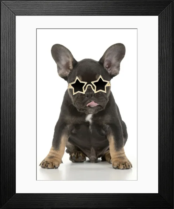 Framed Print : DOG. French Bulldog, puppy (10 weeks old ) sitting, face expression, licking lips, on white background, studio Framed Print : DOG. French Bulldog, puppy (10 weeks old ) sitting, face expression, licking lips, on white background, studio