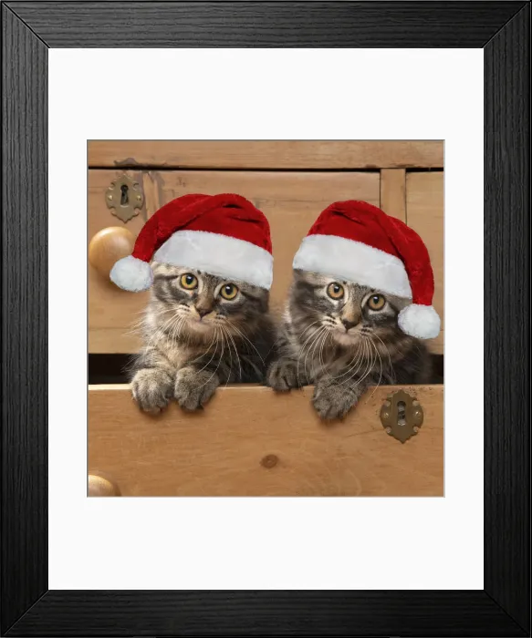 Framed Print : CAT. Brown tabby kittens, x2 ( 12 weeks old ) sitting an old chest of draws looking out Framed Print : CAT. Brown tabby kittens, x2 ( 12 weeks old ) sitting an old chest of draws looking out