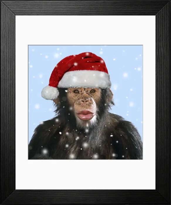 Framed Print : JD-16313. Chimpanzee - showing lips kissing wearing Christmas hat Date: 06-May-10 Framed Print : JD-16313. Chimpanzee - showing lips kissing wearing Christmas hat Date: 06-May-10