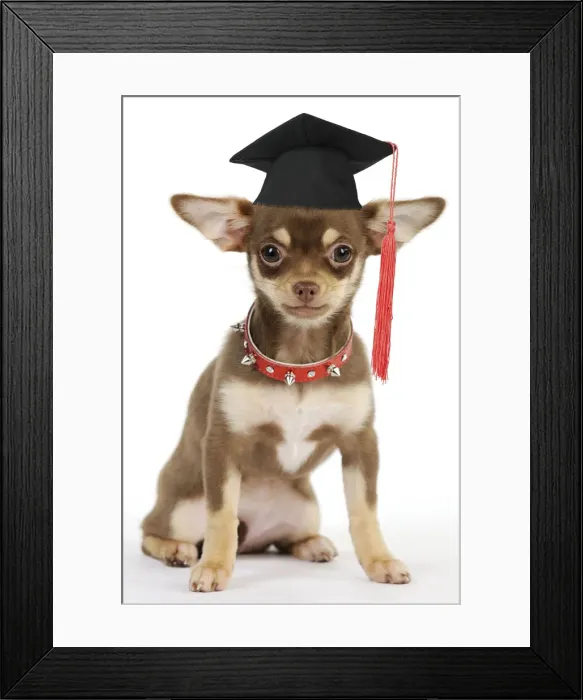 Framed Print : DOG. Chihuahua puppy wearing studded collar Framed Print : DOG. Chihuahua puppy wearing studded collar