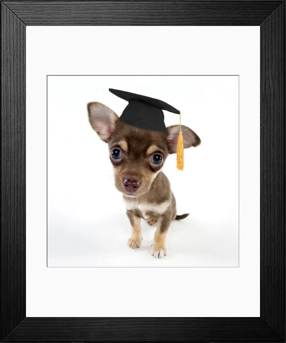 Framed Print : DOG - Chihuahua puppy sitting Framed Print : DOG - Chihuahua puppy sitting