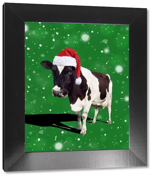 Fresian Cattle, cow wearing Birthday party hat