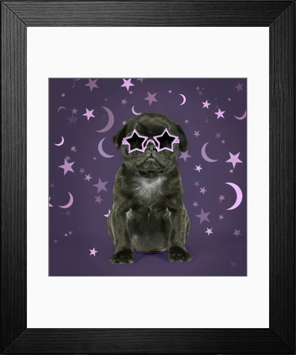 Framed Print : JD-19293. Black Pug Dog, puppy (6 weeks old) wearing witches hat Date: 12-Sep-07 Framed Print : JD-19293. Black Pug Dog, puppy (6 weeks old) wearing witches hat Date: 12-Sep-07