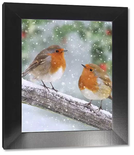 Robins, on branch in winter snow