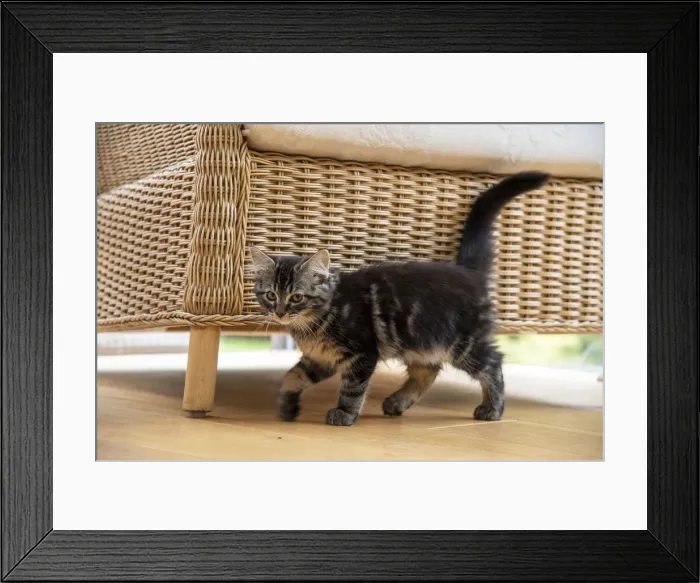 Framed Print : CAT. Brown tabby kitten ( 12 weeks old ) walking to camera ina garden room Framed Print : CAT. Brown tabby kitten ( 12 weeks old ) walking to camera ina garden room