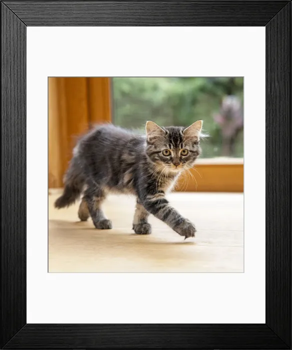 Framed Print : CAT. Brown tabby kitten ( 12 weeks old ) walking to camera ina garden room