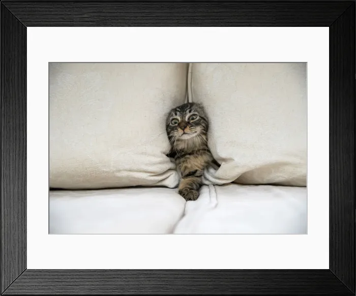 Framed Print : CAT. Brown tabby kitten ( 12 weeks old ) squeezing between cushions on a sofa Framed Print : CAT. Brown tabby kitten ( 12 weeks old ) squeezing between cushions on a sofa