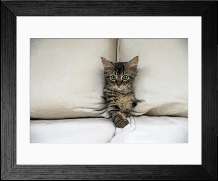 Framed Print : CAT. Brown tabby kitten ( 12 weeks old ) squeezing between cushions on a sofa Framed Print : CAT. Brown tabby kitten ( 12 weeks old ) squeezing between cushions on a sofa