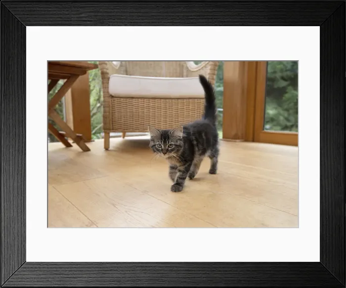 Framed Print : CAT. Brown tabby kitten ( 12 weeks old ) walking to camera ina garden room Framed Print : CAT. Brown tabby kitten ( 12 weeks old ) walking to camera ina garden room