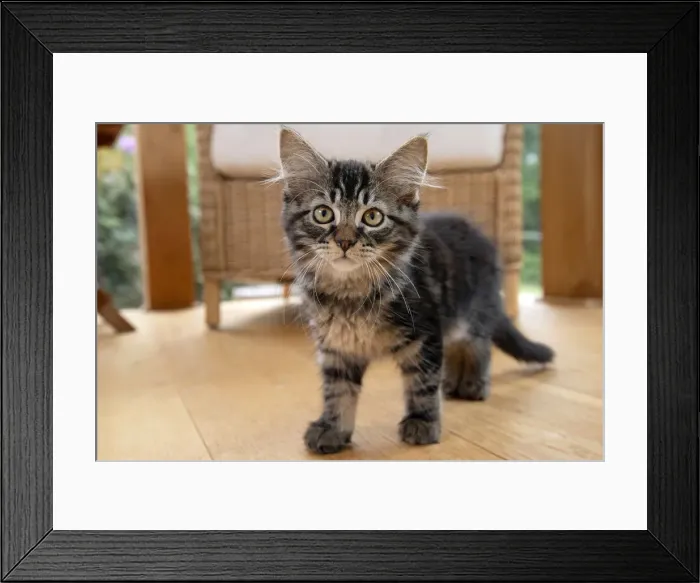 Framed Print : CAT. Brown tabby kitten ( 12 weeks old ) walking to camera ina garden room Framed Print : CAT. Brown tabby kitten ( 12 weeks old ) walking to camera ina garden room