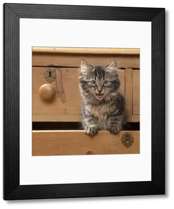Framed Print : CAT. Brown tabby kitten ( 12 weeks old ) sitting an old chest of draws looking out, mouth open, meow Framed Print : CAT. Brown tabby kitten ( 12 weeks old ) sitting an old chest of draws looking out, mouth open, meow