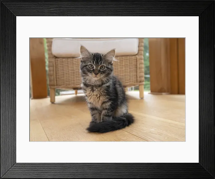 Framed Print : CAT. Brown tabby kitten ( 12 weeks old ) sitting in a garden room, house Framed Print : CAT. Brown tabby kitten ( 12 weeks old ) sitting in a garden room, house