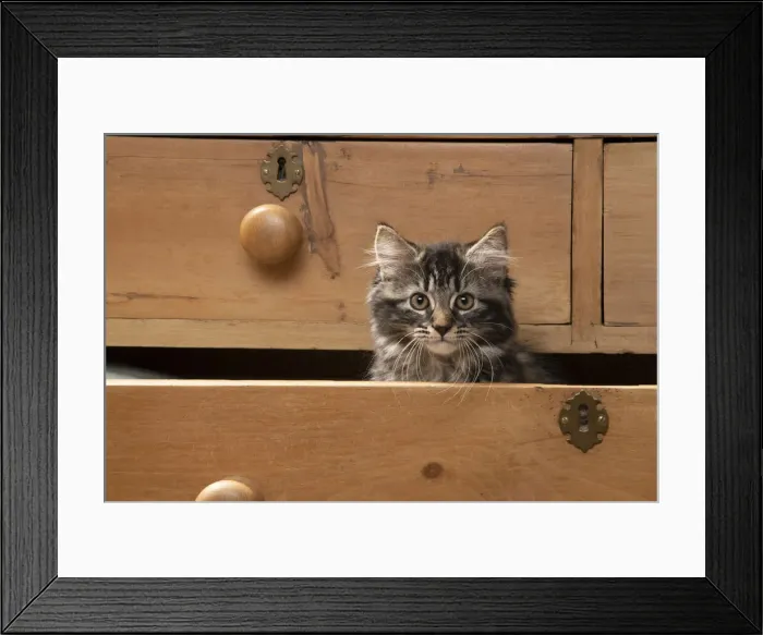 Framed Print : CAT. Brown tabby kitten ( 12 weeks old ) sitting an old chest of draws looking out Framed Print : CAT. Brown tabby kitten ( 12 weeks old ) sitting an old chest of draws looking out