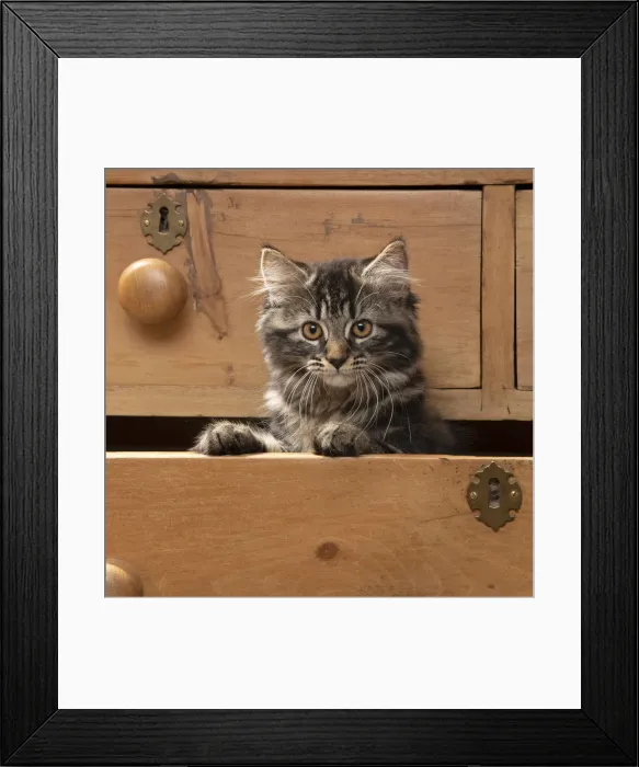 Framed Print : CAT. Brown tabby kitten ( 12 weeks old ) sitting an old chest of draws looking out