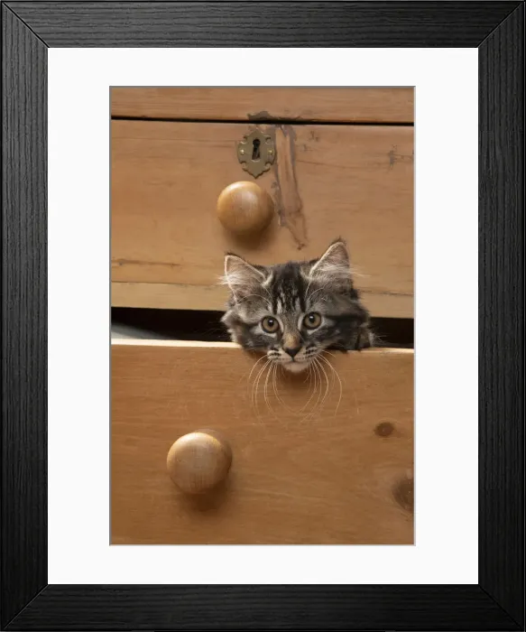 Framed Print : CAT. Brown tabby kitten ( 12 weeks old ) sitting an old chest of draws looking out Framed Print : CAT. Brown tabby kitten ( 12 weeks old ) sitting an old chest of draws looking out