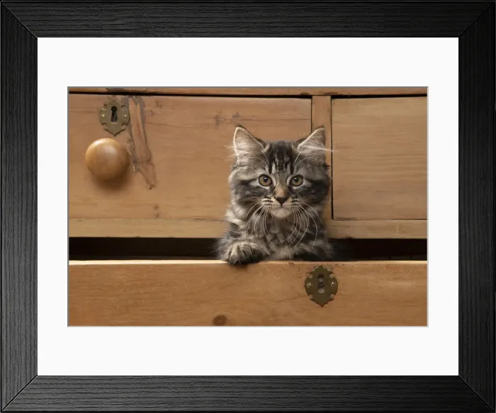 Framed Print : CAT. Brown tabby kitten ( 12 weeks old ) sitting an old chest of draws looking out Framed Print : CAT. Brown tabby kitten ( 12 weeks old ) sitting an old chest of draws looking out