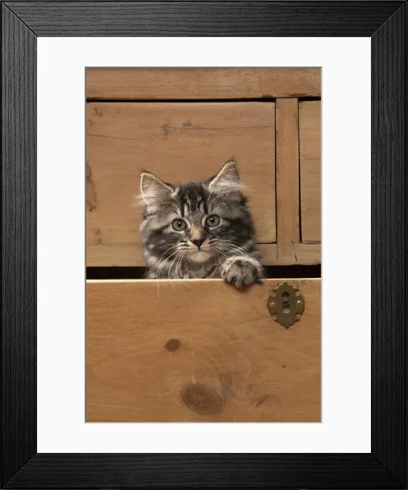 Framed Print : CAT. Brown tabby kitten ( 12 weeks old ) sitting an old chest of draws looking out Framed Print : CAT. Brown tabby kitten ( 12 weeks old ) sitting an old chest of draws looking out