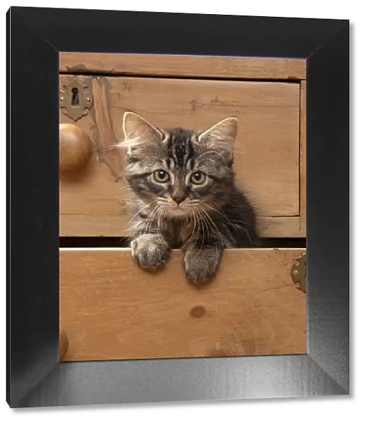 CAT. Brown tabby kitten ( 12 weeks old ) sitting an old chest of draws looking out