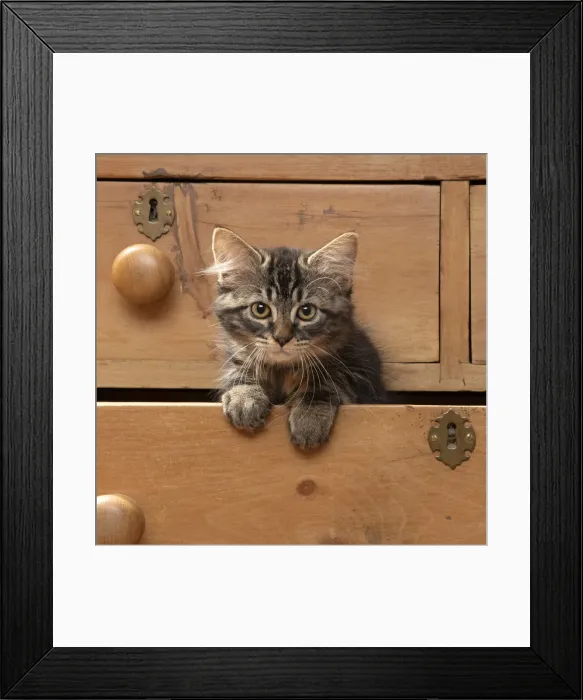 Framed Print : CAT. Brown tabby kitten ( 12 weeks old ) sitting an old chest of draws looking out Framed Print : CAT. Brown tabby kitten ( 12 weeks old ) sitting an old chest of draws looking out