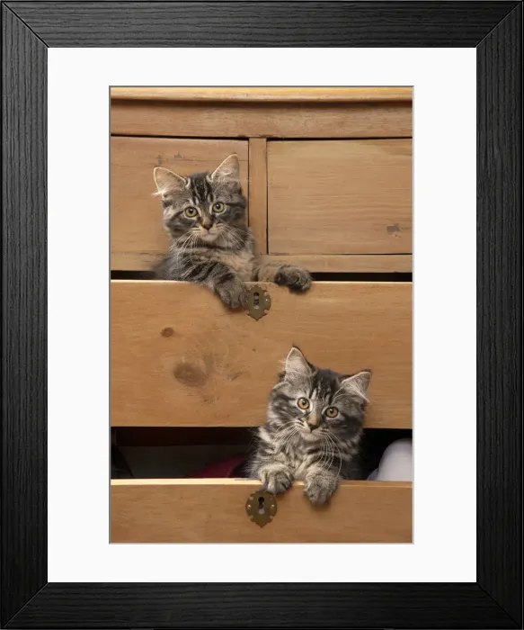 Framed Print : CAT. Brown tabby kittens, x2 ( 12 weeks old ) sitting an old chest of draws looking out Framed Print : CAT. Brown tabby kittens, x2 ( 12 weeks old ) sitting an old chest of draws looking out