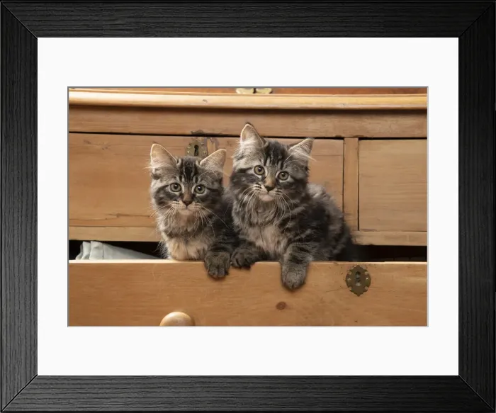 Framed Print : CAT. Brown tabby kittens, x2 ( 12 weeks old ) sitting an old chest of draws looking out