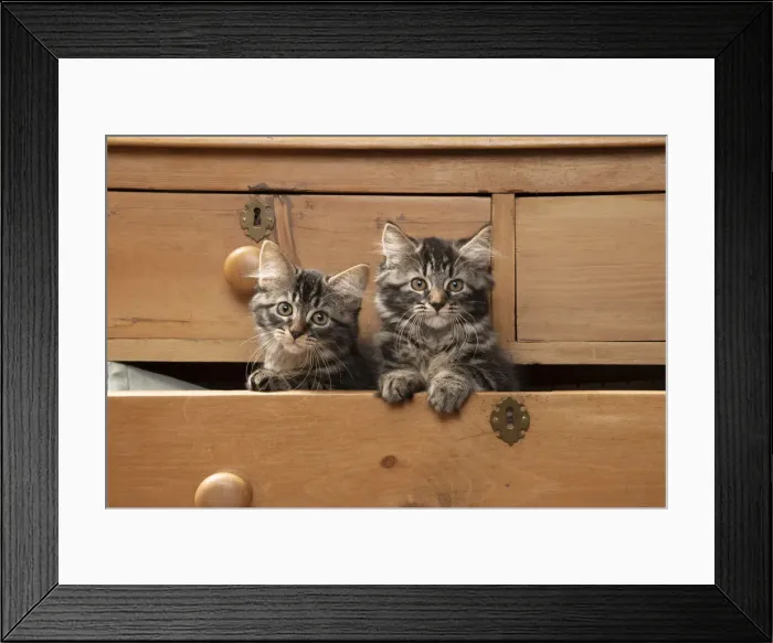 Framed Print : CAT. Brown tabby kittens, x2 ( 12 weeks old ) sitting an old chest of draws looking out Framed Print : CAT. Brown tabby kittens, x2 ( 12 weeks old ) sitting an old chest of draws looking out