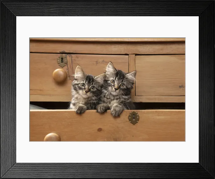 Framed Print : CAT. Brown tabby kittens, x2 ( 12 weeks old ) sitting an old chest of draws looking out Framed Print : CAT. Brown tabby kittens, x2 ( 12 weeks old ) sitting an old chest of draws looking out