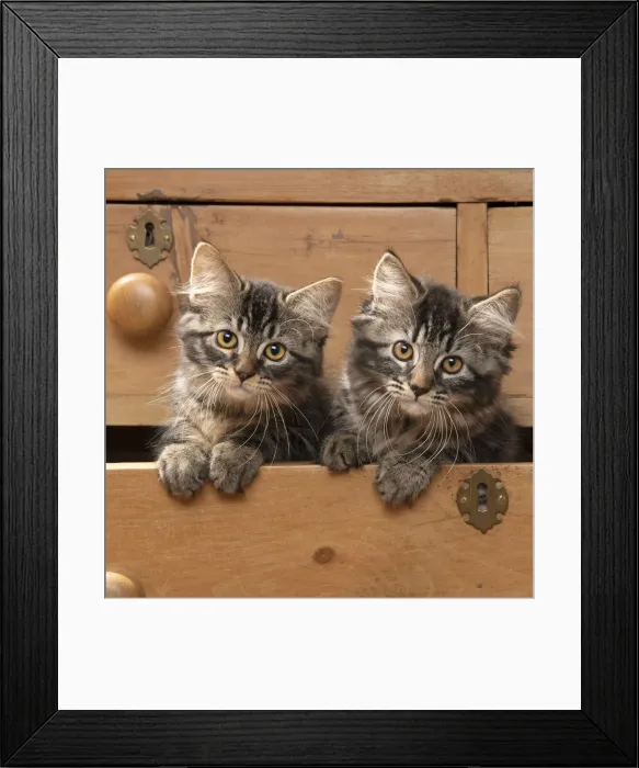 Framed Print : CAT. Brown tabby kittens, x2 ( 12 weeks old ) sitting an old chest of draws looking out Framed Print : CAT. Brown tabby kittens, x2 ( 12 weeks old ) sitting an old chest of draws looking out