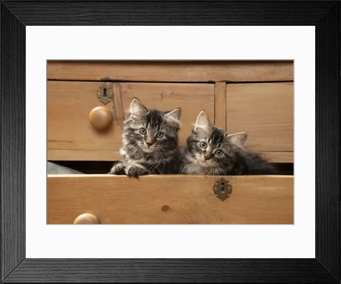 Framed Print : CAT. Brown tabby kittens, x2 ( 12 weeks old ) sitting an old chest of draws looking out Framed Print : CAT. Brown tabby kittens, x2 ( 12 weeks old ) sitting an old chest of draws looking out