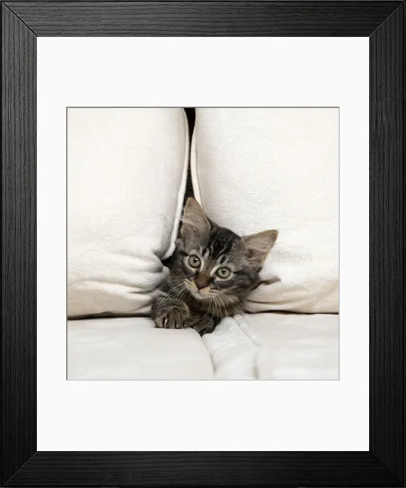 Framed Print : CAT. Brown tabby kitten ( 12 weeks old ) squeezing between cushions on a sofa Framed Print : CAT. Brown tabby kitten ( 12 weeks old ) squeezing between cushions on a sofa