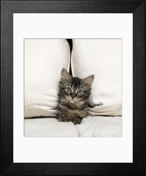 Framed Print : CAT. Brown tabby kitten ( 12 weeks old ) squeezing between cushions on a sofa Framed Print : CAT. Brown tabby kitten ( 12 weeks old ) squeezing between cushions on a sofa