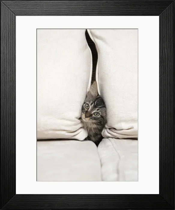 Framed Print : CAT. Brown tabby kitten ( 12 weeks old ) squeezing between cushions on a sofa Framed Print : CAT. Brown tabby kitten ( 12 weeks old ) squeezing between cushions on a sofa