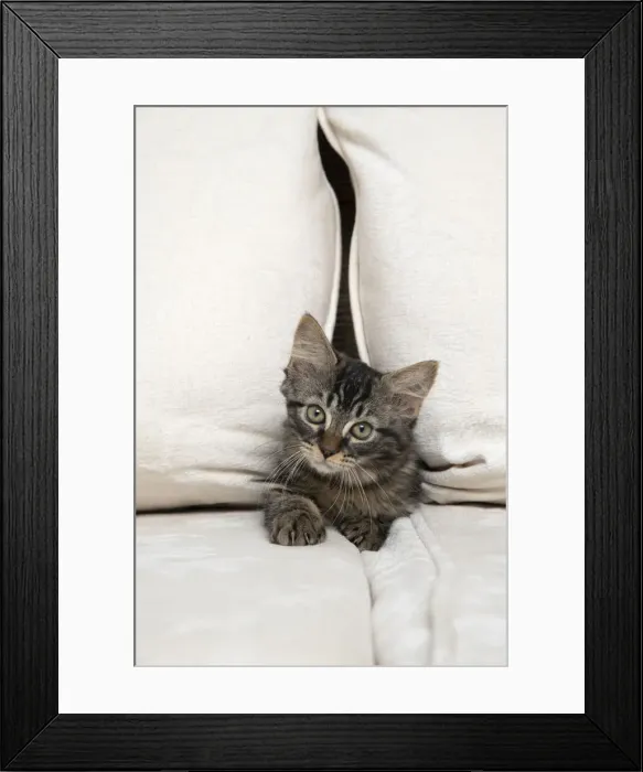 Framed Print : CAT. Brown tabby kitten ( 12 weeks old ) squeezing between cushions on a sofa Framed Print : CAT. Brown tabby kitten ( 12 weeks old ) squeezing between cushions on a sofa