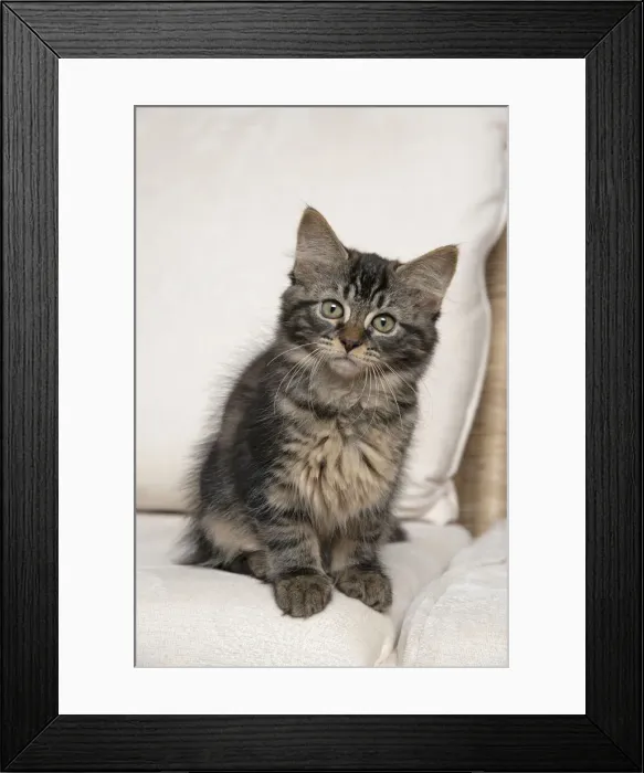 Framed Print : CAT. Brown tabby kitten ( 12 weeks old ) sitting on a cream sofa Framed Print : CAT. Brown tabby kitten ( 12 weeks old ) sitting on a cream sofa