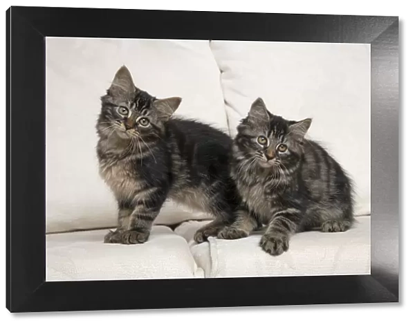 CAT. Brown tabby kittens x2 ( 12 weeks old ) sitting on a cream sofa