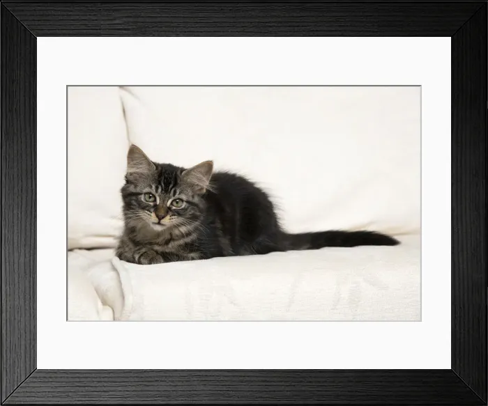 Framed Print : CAT. Brown tabby kitten ( 12 weeks old ) laying on a cream sofa Framed Print : CAT. Brown tabby kitten ( 12 weeks old ) laying on a cream sofa
