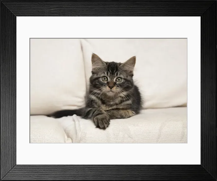 Framed Print : CAT. Brown tabby kitten ( 12 weeks old ) laying on a cream sofa Framed Print : CAT. Brown tabby kitten ( 12 weeks old ) laying on a cream sofa