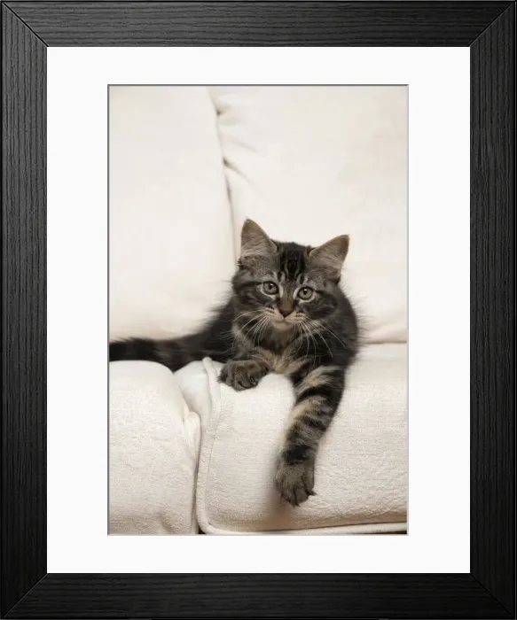 Framed Print : CAT. Brown tabby kitten ( 12 weeks old ) laying on a cream sofa Framed Print : CAT. Brown tabby kitten ( 12 weeks old ) laying on a cream sofa
