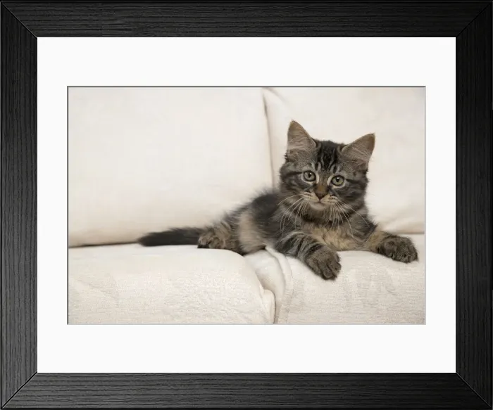 Framed Print : CAT. Brown tabby kitten ( 12 weeks old ) laying on a cream sofa