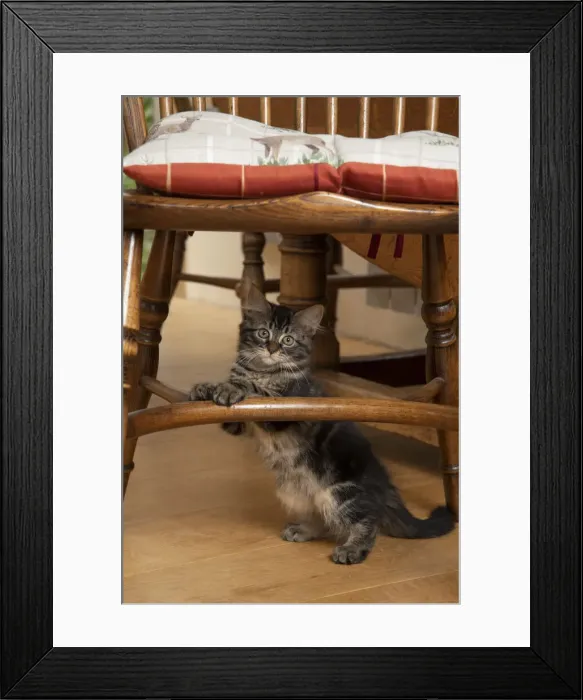 Framed Print : CAT. Brown tabby kittens, x2 ( 12 weeks old ) sitting under an old oak kitchen chair Framed Print : CAT. Brown tabby kittens, x2 ( 12 weeks old ) sitting under an old oak kitchen chair