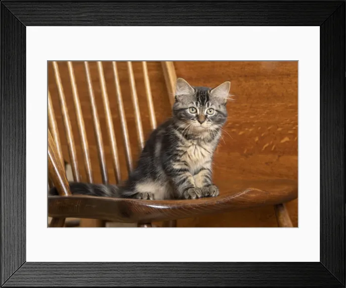 Framed Print : CAT. Brown tabby kittens, x2 ( 12 weeks old ) sitting an old oak kitchen chair