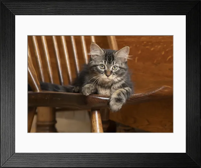 Framed Print : CAT. Brown tabby kittens, x2 ( 12 weeks old ) sitting an old oak kitchen chair Framed Print : CAT. Brown tabby kittens, x2 ( 12 weeks old ) sitting an old oak kitchen chair