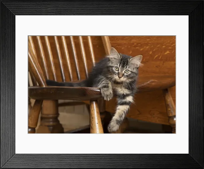 Framed Print : CAT. Brown tabby kittens, x2 ( 12 weeks old ) sitting an old oak kitchen chair Framed Print : CAT. Brown tabby kittens, x2 ( 12 weeks old ) sitting an old oak kitchen chair
