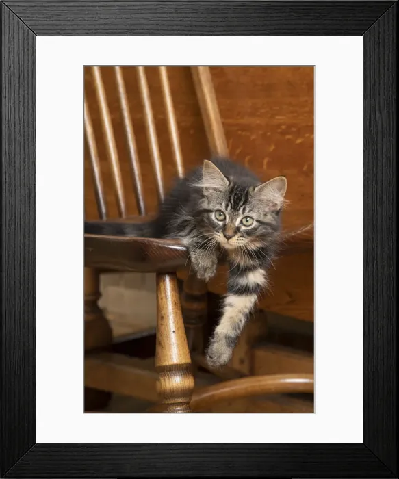Framed Print : CAT. Brown tabby kittens, x2 ( 12 weeks old ) sitting an old oak kitchen chair Framed Print : CAT. Brown tabby kittens, x2 ( 12 weeks old ) sitting an old oak kitchen chair